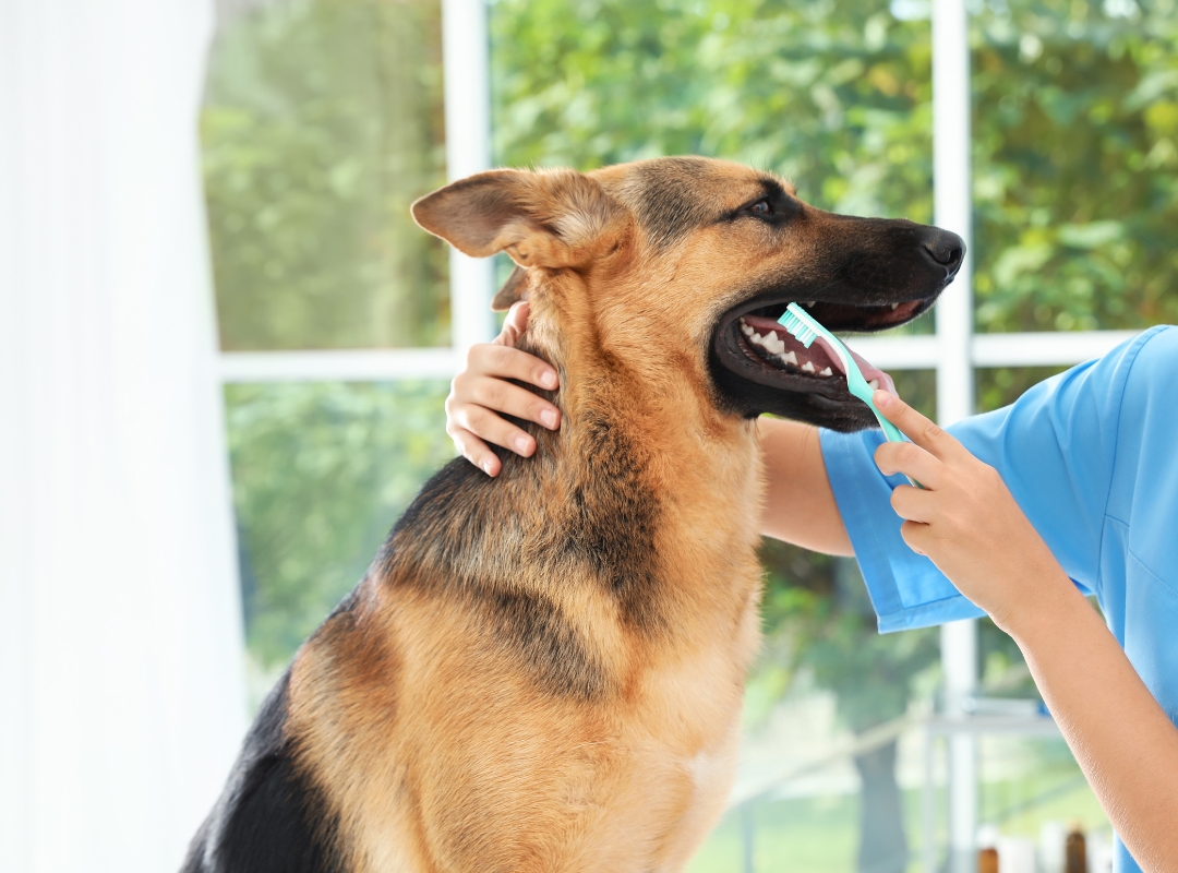 A German Shepherd dog getting its teeth brushed by a person