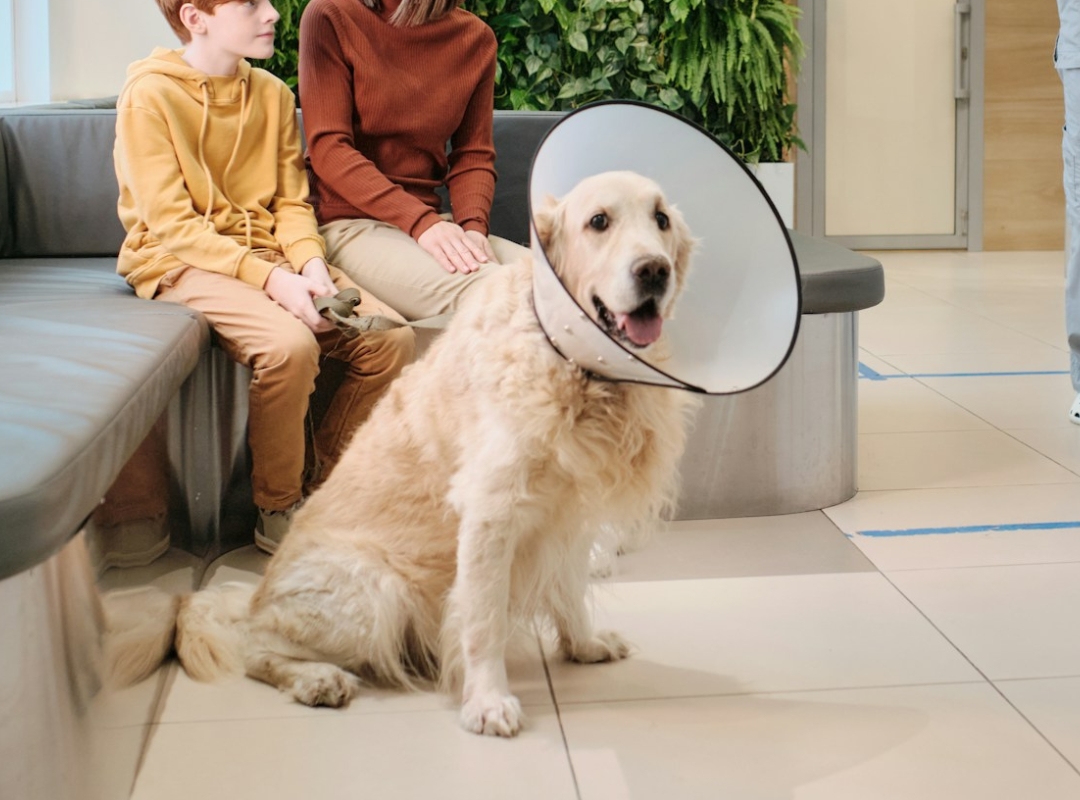 A dog with a protective cone around its neck is seated on a tiled floor