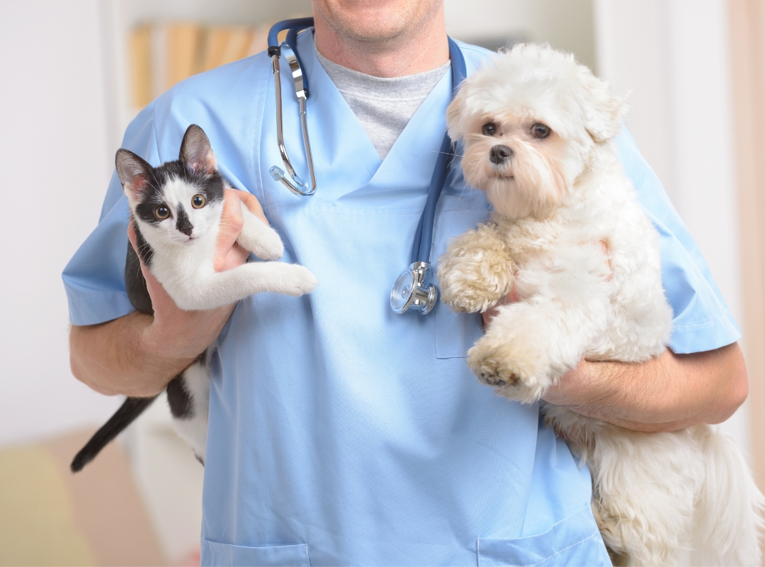 Veterinaria holding a cat in one hand and a dog in the other