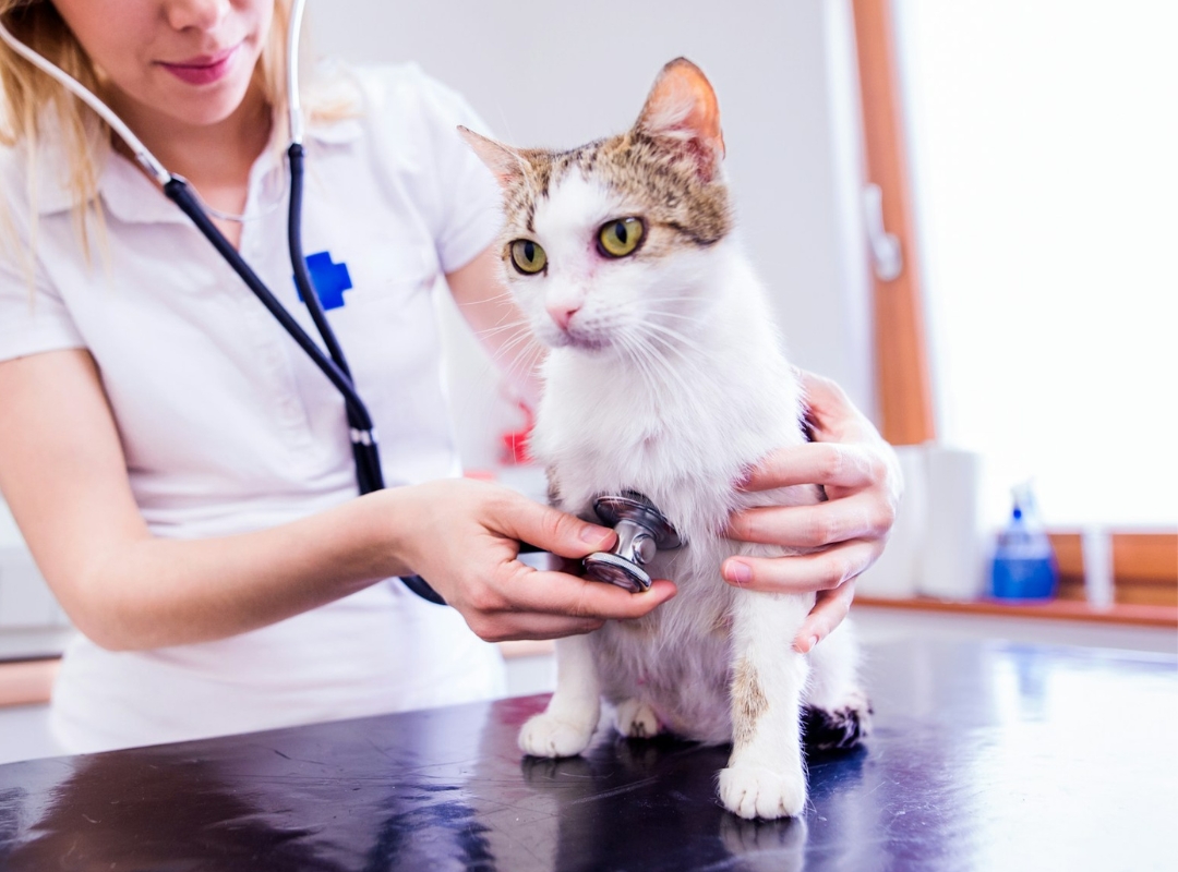 Veterinarian using a stethoscope to examine a cat on a table.