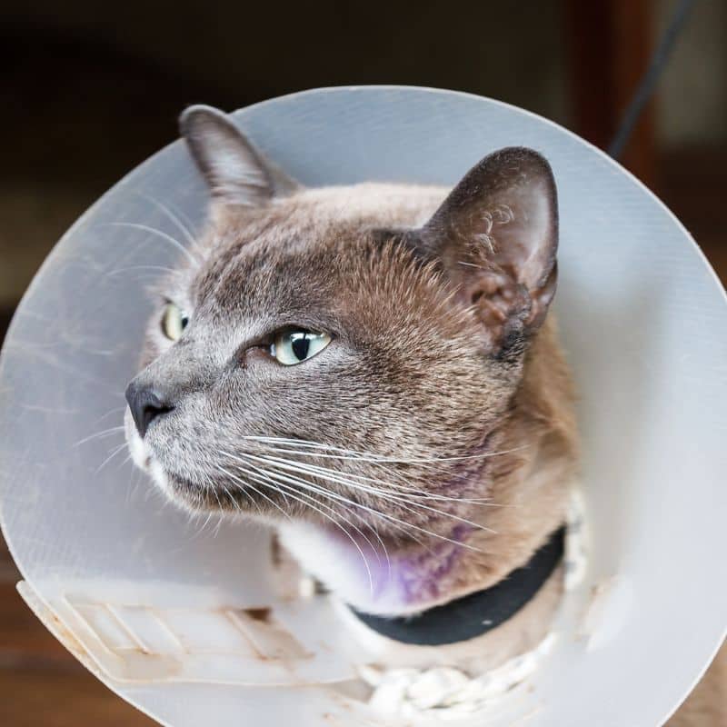 A cat wearing cone after surgery