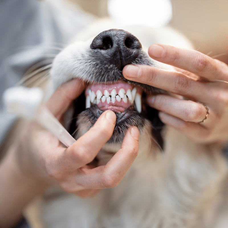 Vet examining a rabbit's teeth